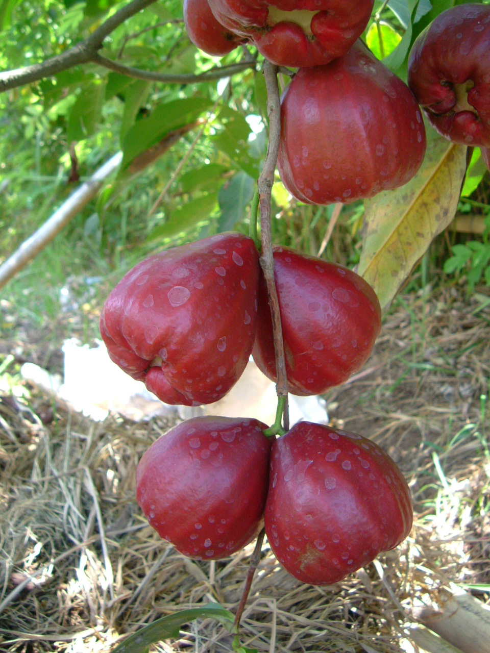Bibit Buah Bunton Malang: Macam - macam Jambu Air