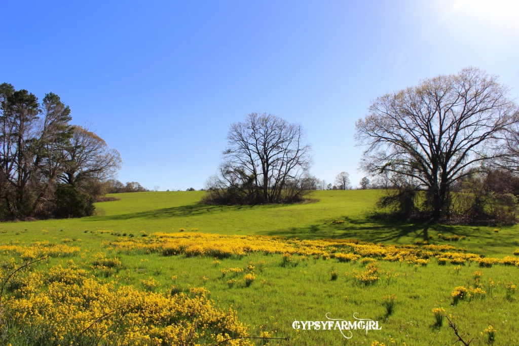 GypsyFarmGirl Daffodil Hill