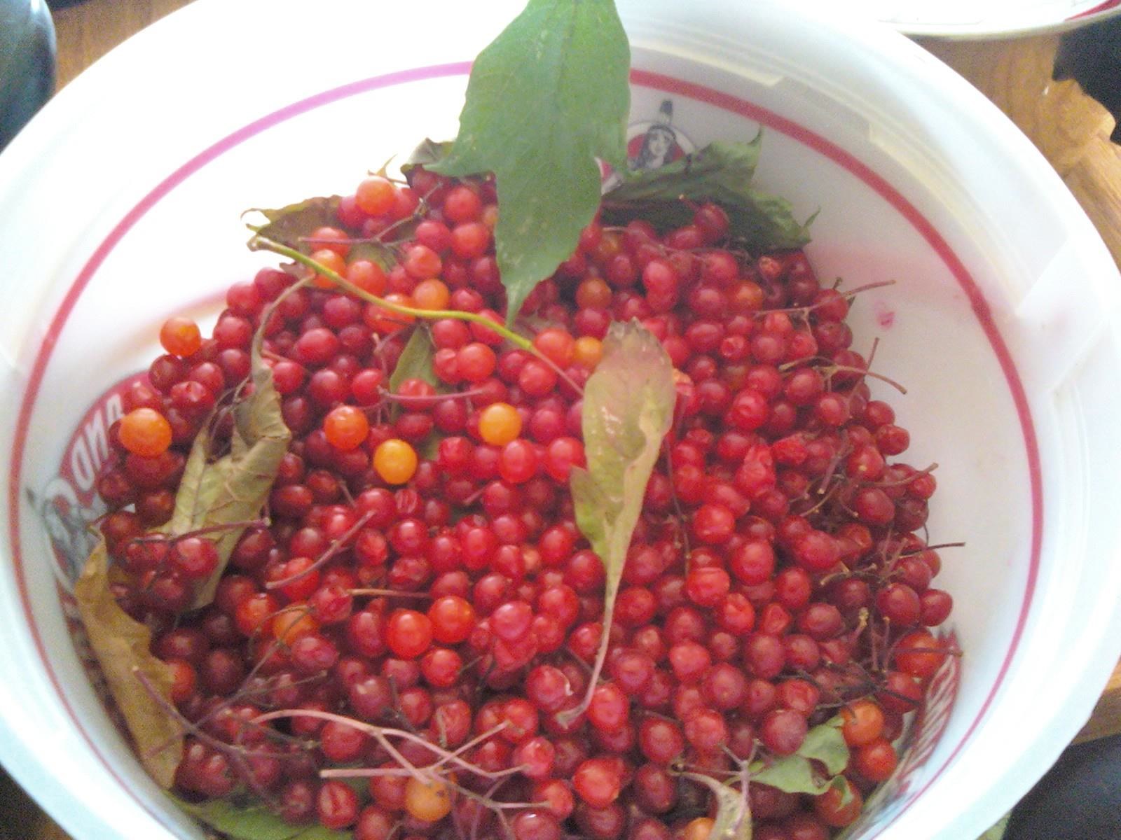 Merseth Morsels Wild Foraging Squashberries And Making Jelly