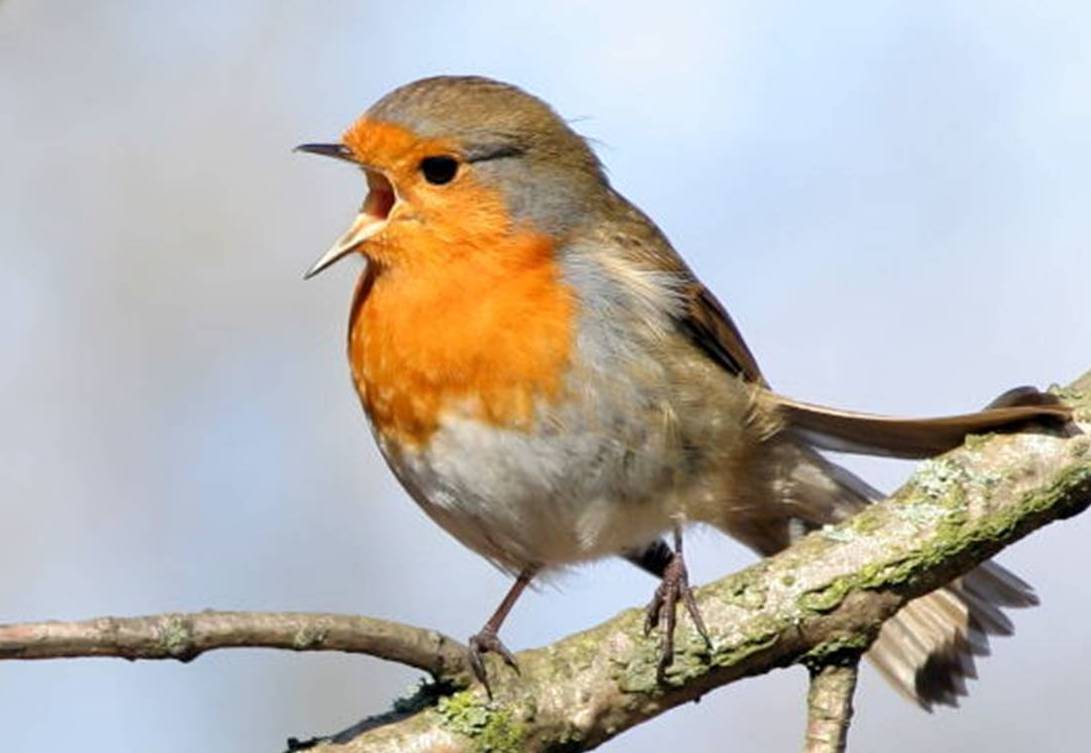 Robin Bird Information