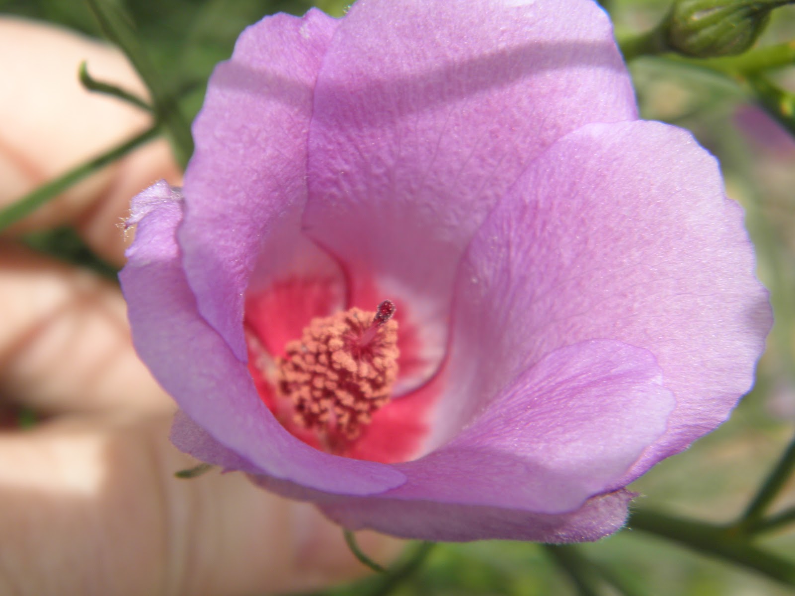 Friends of Peacehaven Botanic Park Inc. November 2011