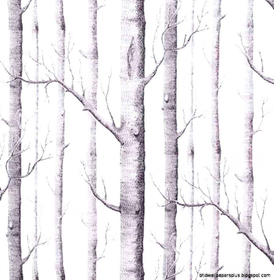 White Birch Wallpaper   Wallpapers High Definition White Birch Wallpaper   Wallpapers High Definition