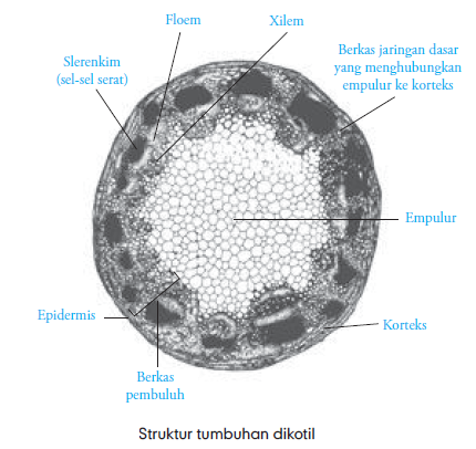 Jaringan Penyusun Batang Epidermis Batang Batang Tumbuhan Herba Kambium Batang