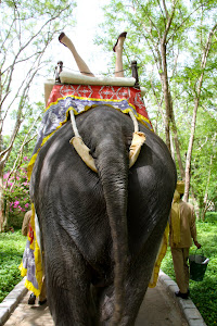 emmaline hamming it up on an elephant