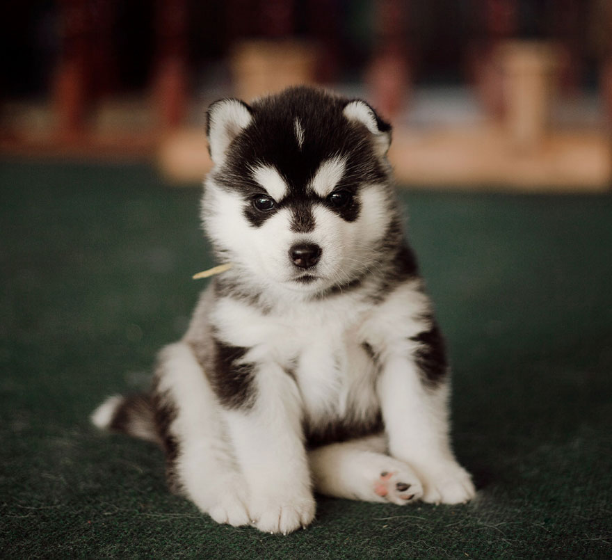 How to draw lion, chibi White Wolf : These Endearing Photos Of Siberian Husky Puppies Will Warm