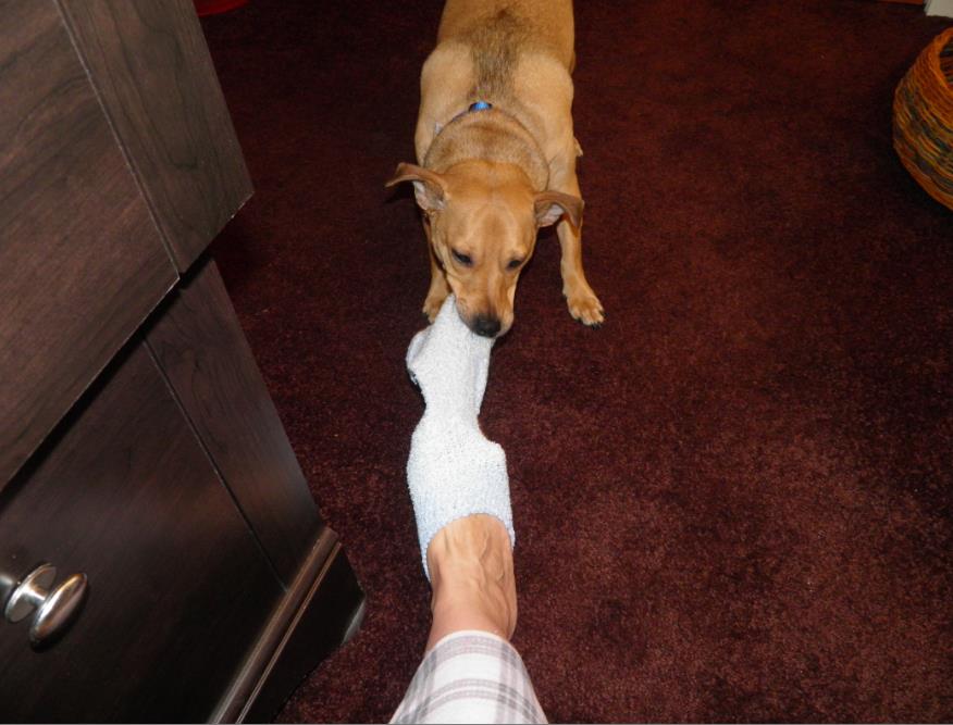 Why Does My Dog Take My Dirty Socks