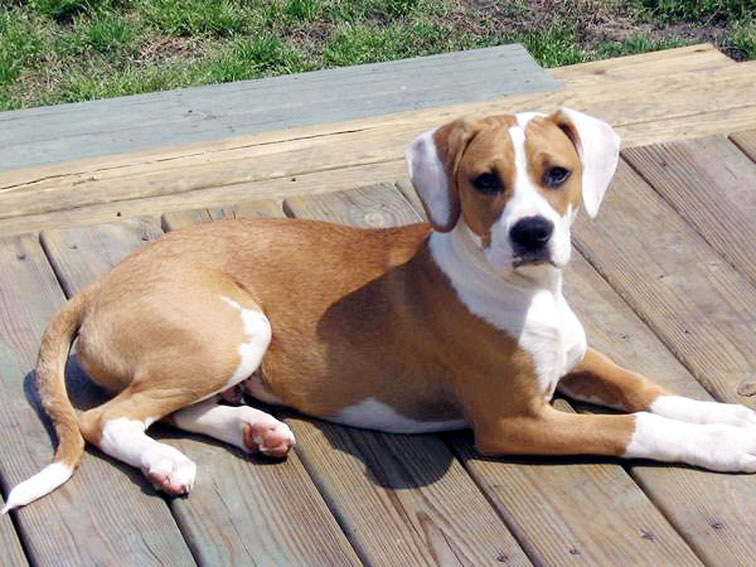 Dogs Info Female Mutt