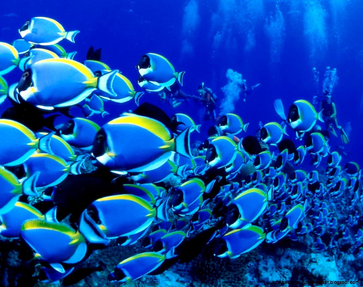 Blue School of Fish Blue School of Fish