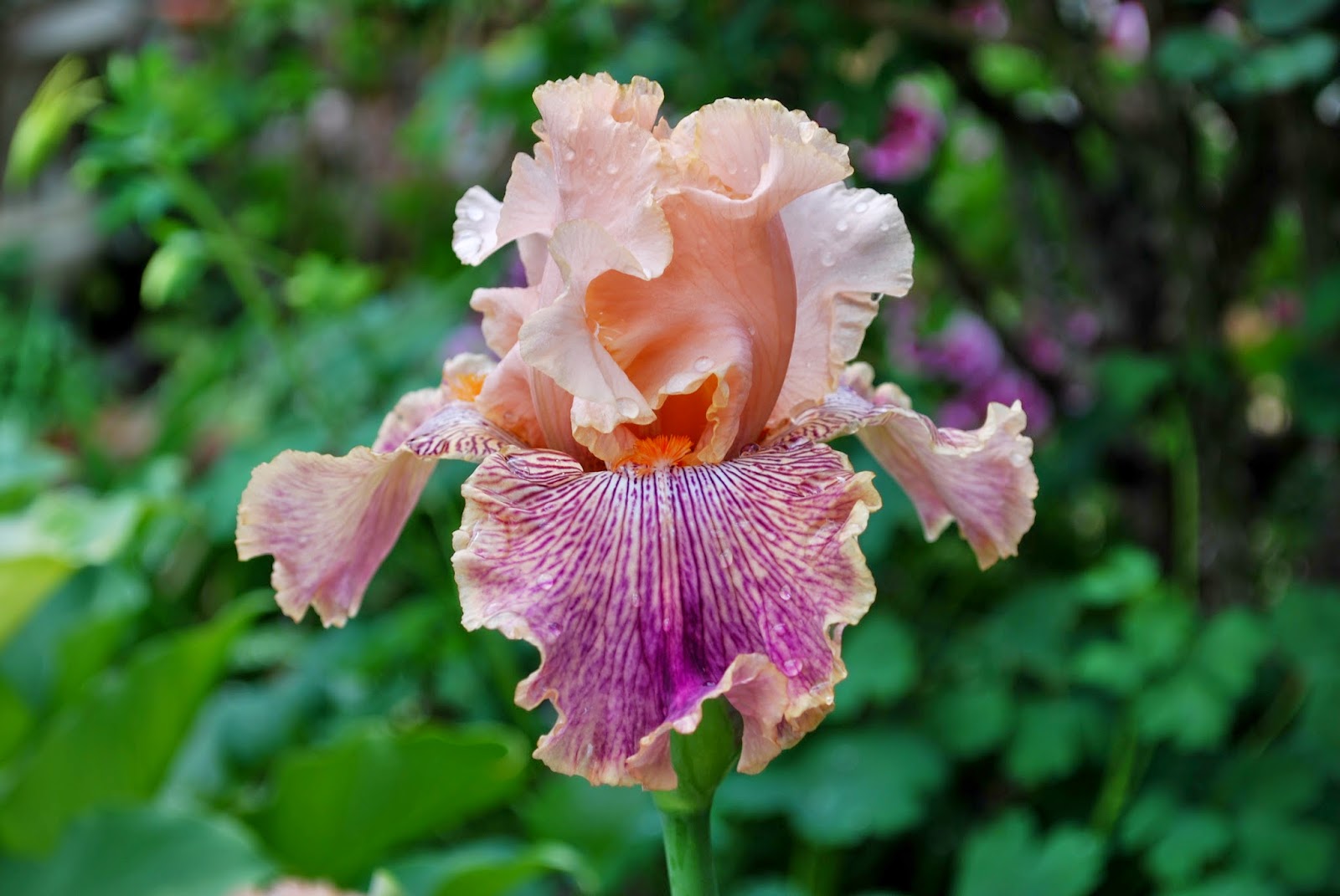 World of Irises Personal Favorites Tall Bearded Iris 'Peach Royale'