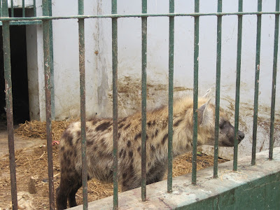Hiena del zoo de Dakar Hiena del zoo de Dakar