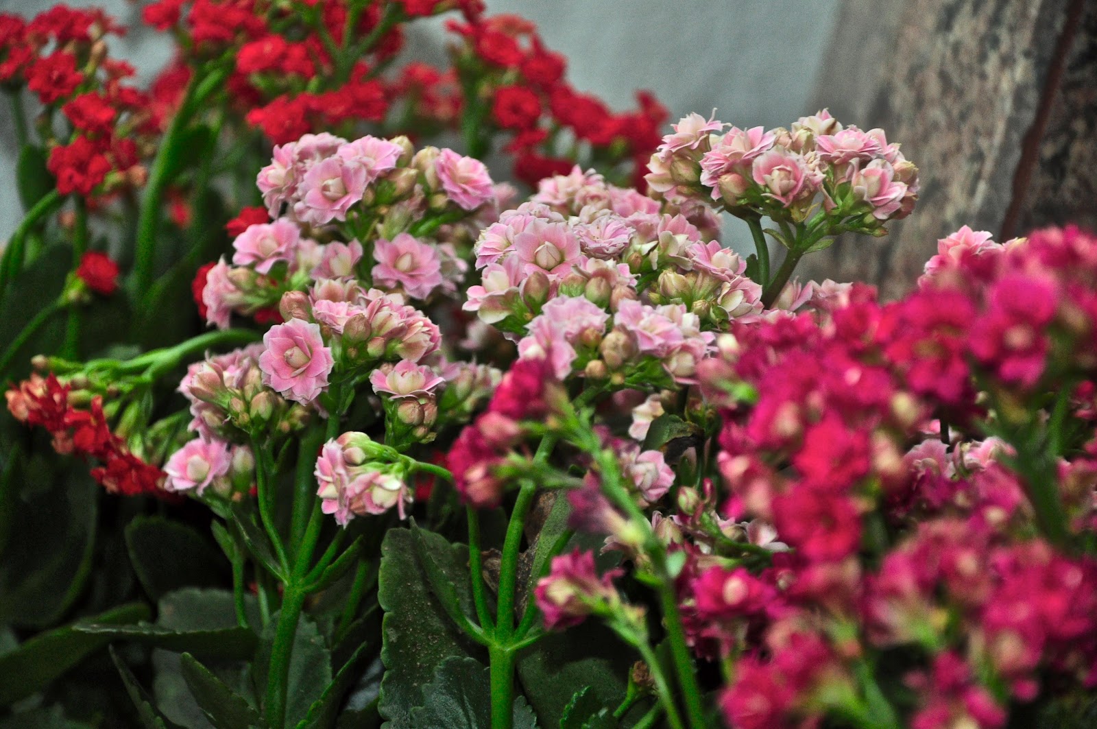 Flowers of the Earth chinese new year flowers