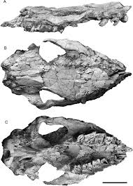 Hispanotherium skull