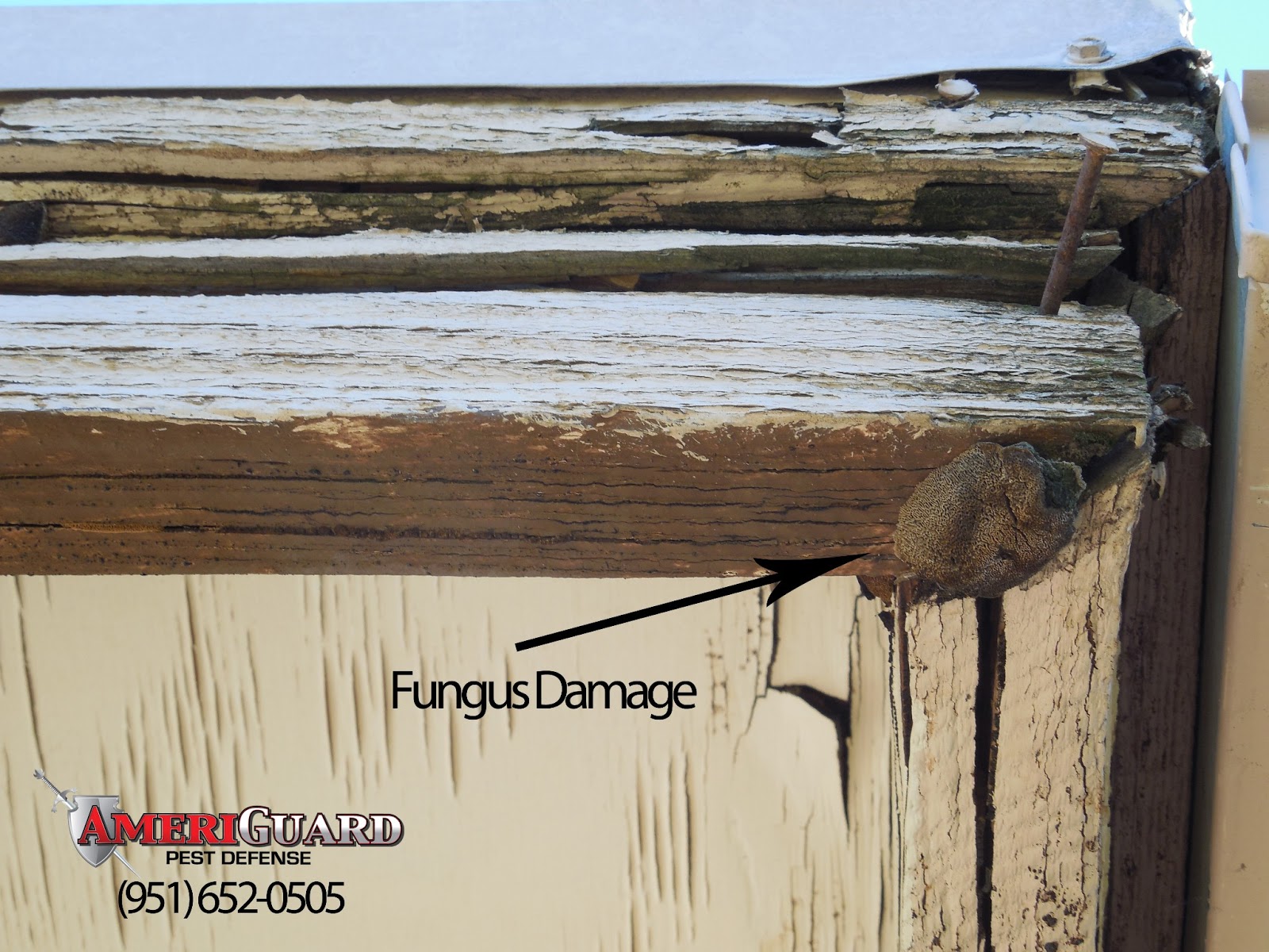 Pest, Termite, Gopher control in Temecula, Murrieta, Hemet, Moreno