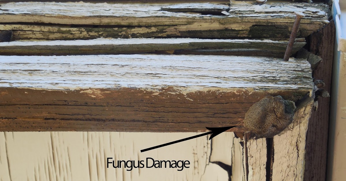 Pest, Termite, Gopher control in Temecula, Murrieta, Hemet, Moreno