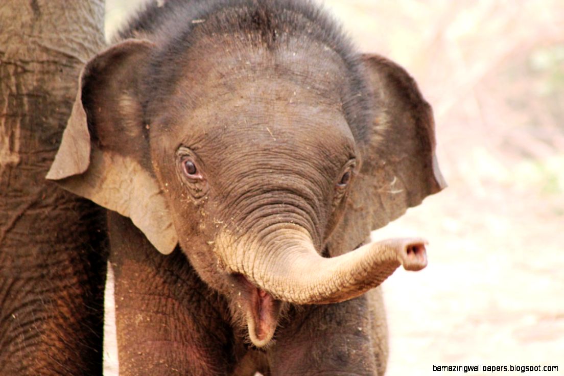 Elephant Baby – Elephant Conservation Center Explore Laos Elephant Baby – Elephant Conservation Center Explore Laos