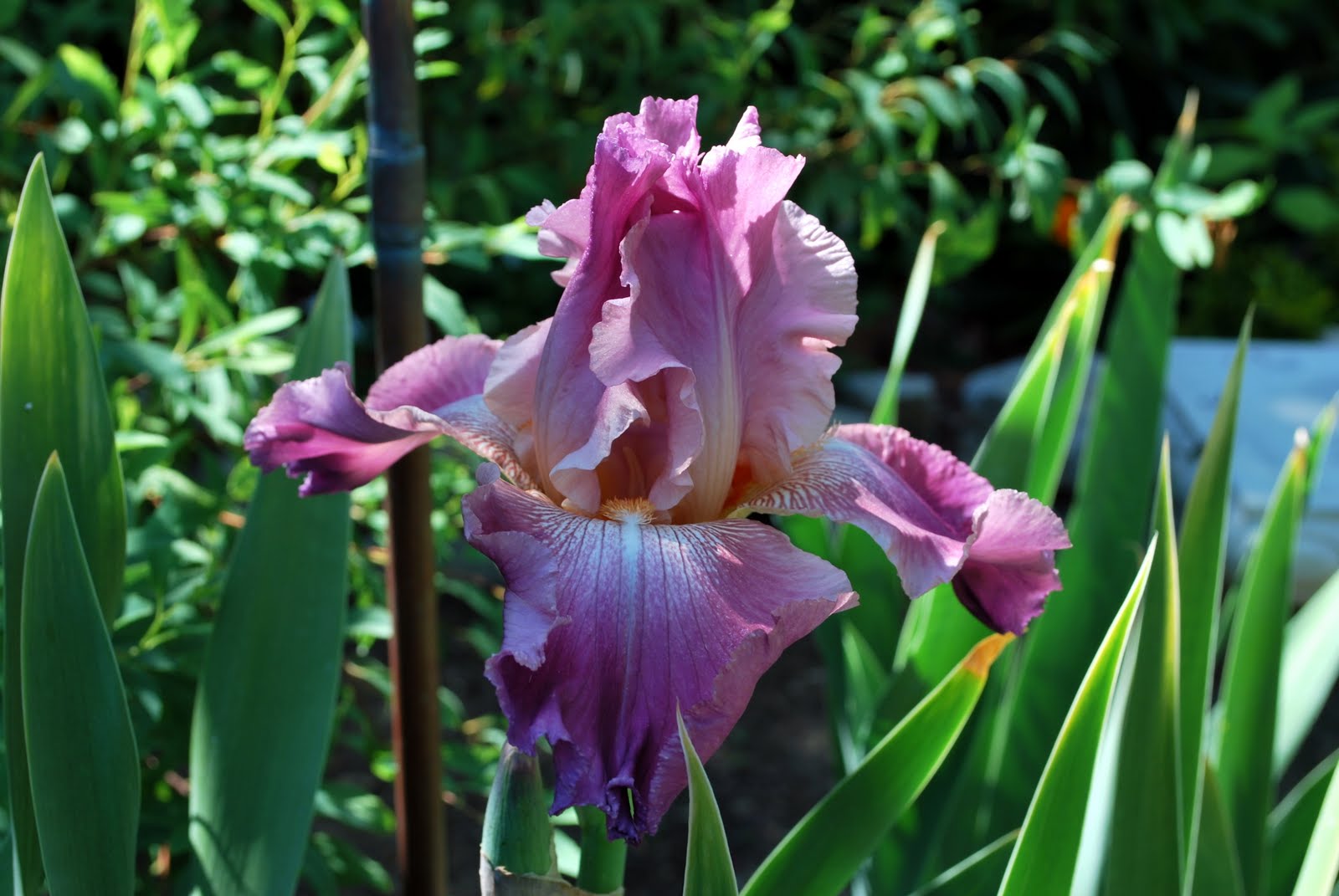 World of Irises Bloomin' Fools