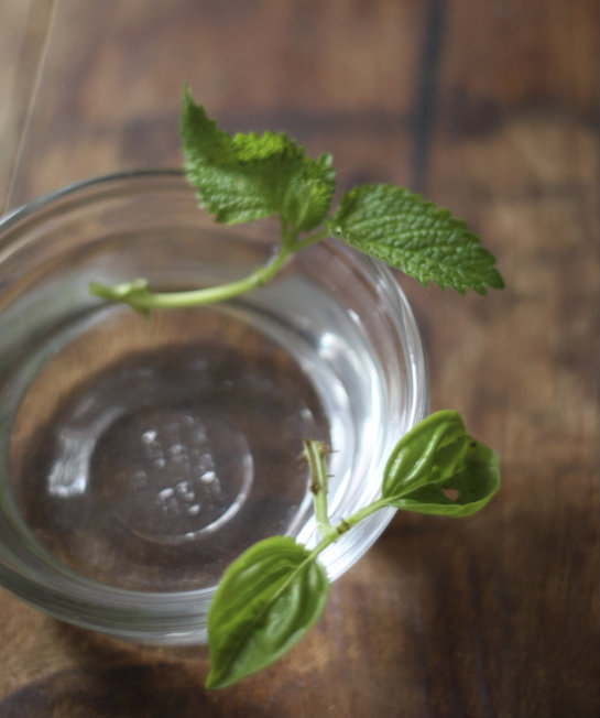 How To: Regrow Lemon Balm from Cuttings | 17 Apart