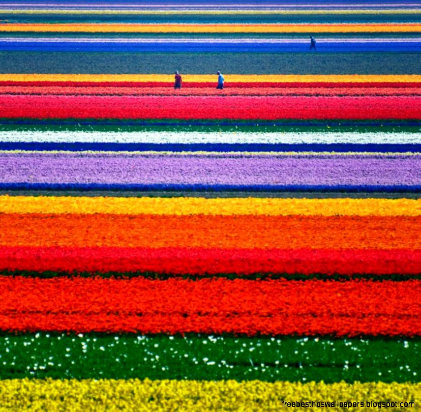 sightseeing Where and when is the best time to see the tulip sightseeing Where and when is the best time to see the tulip