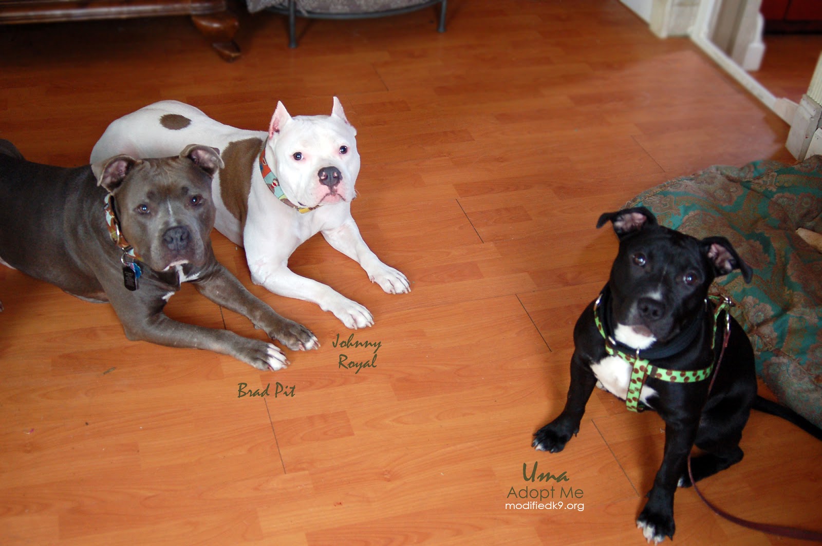 Modified k9 Tie Downs