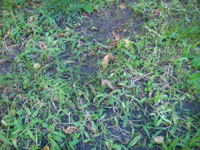 Jardinería Pampeana: MARZO-ABRIL: LA MEJOR ÉPOCA PARA EL CÉSPED!!