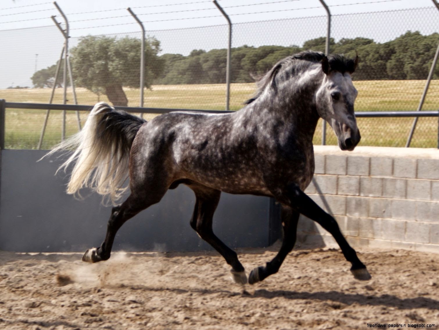 Grey Andalusian Stallion Picsora Grey Andalusian Stallion Picsora