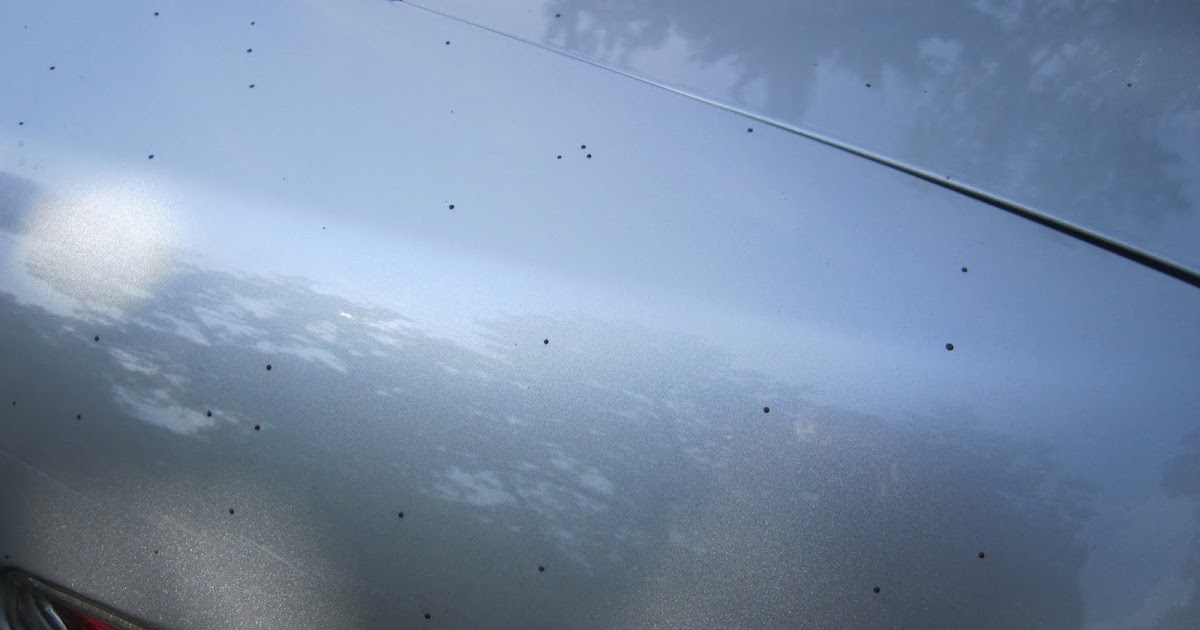 Princeton Nature Notes Artillery Fungus