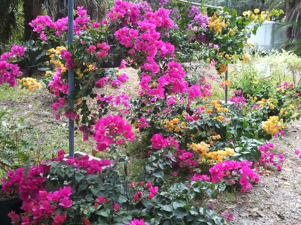 HeyPlantMan! Exotic Tropical Plants from St. Pete FL