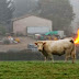 ¡Insólito! Gases intestinales de vacas provocan explosión en una granja alemana 