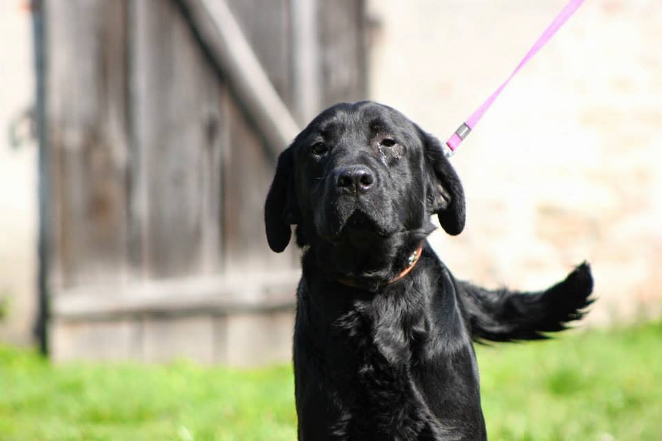 Male Adult Rescue Dogs for Adoption WITH BARK RESCUE IN UK FOR