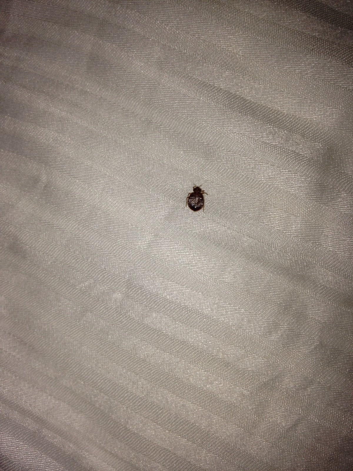 Bed Bug Bites Genital Area Moreoo