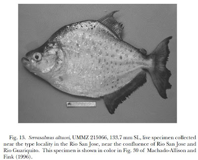 Serrusalmus essay 07 picture