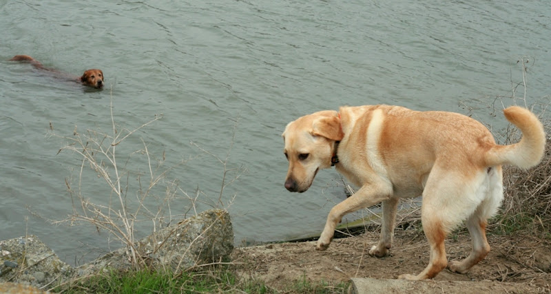 a golden retriever gliding easily through the water toward cabana, who stands on the shore, half turned away from the dog in the water, looking like she's beating a hasty retreat