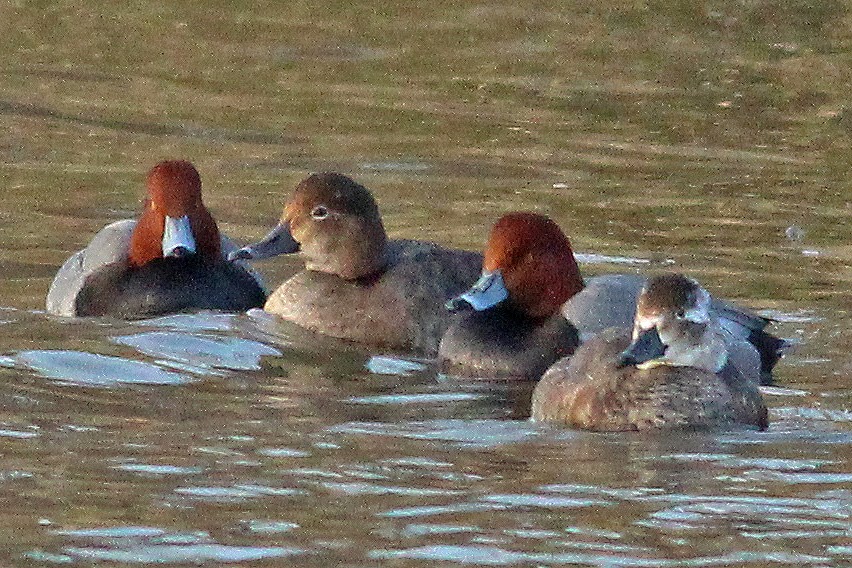 Redhead Ducks 112