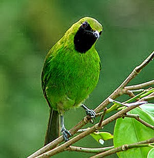 Animal Pets Oktober 2013