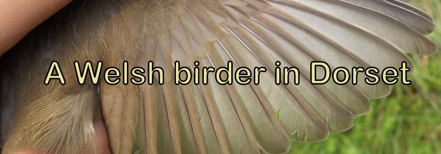 A Welsh Birder in Dorset