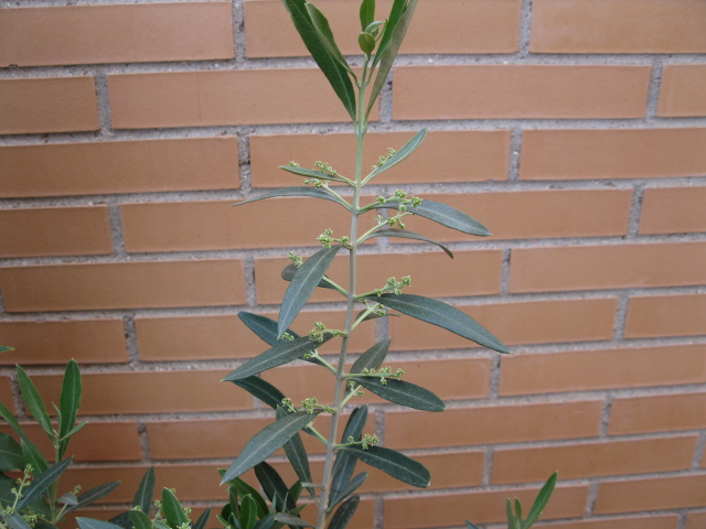 The World S Tree Species Olive Branch Leaf Arrangement