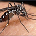 Garantizan que el insecticida contra mosquitos es inocuo para las personas