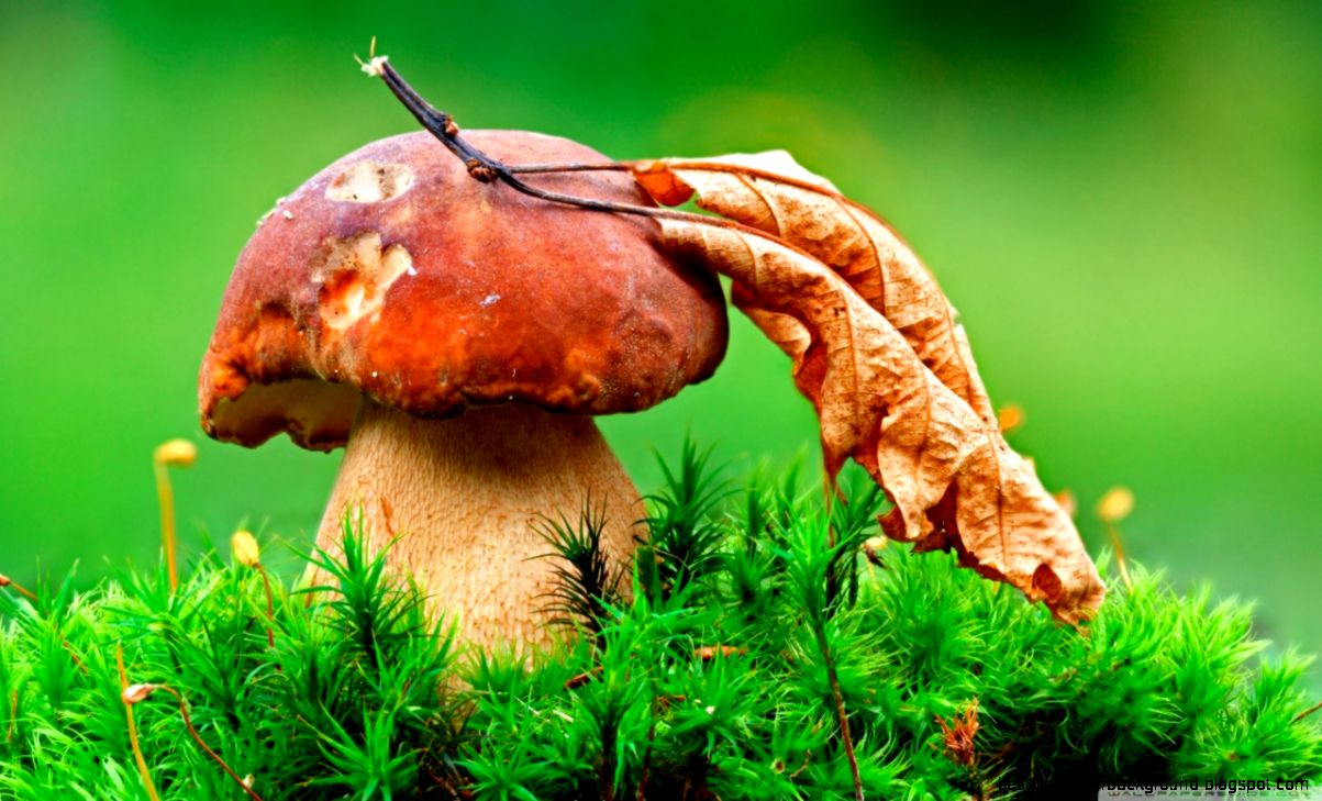 Macro Mushroom HD desktop wallpaper High Definition Fullscreen Macro Mushroom HD desktop wallpaper High Definition Fullscreen
