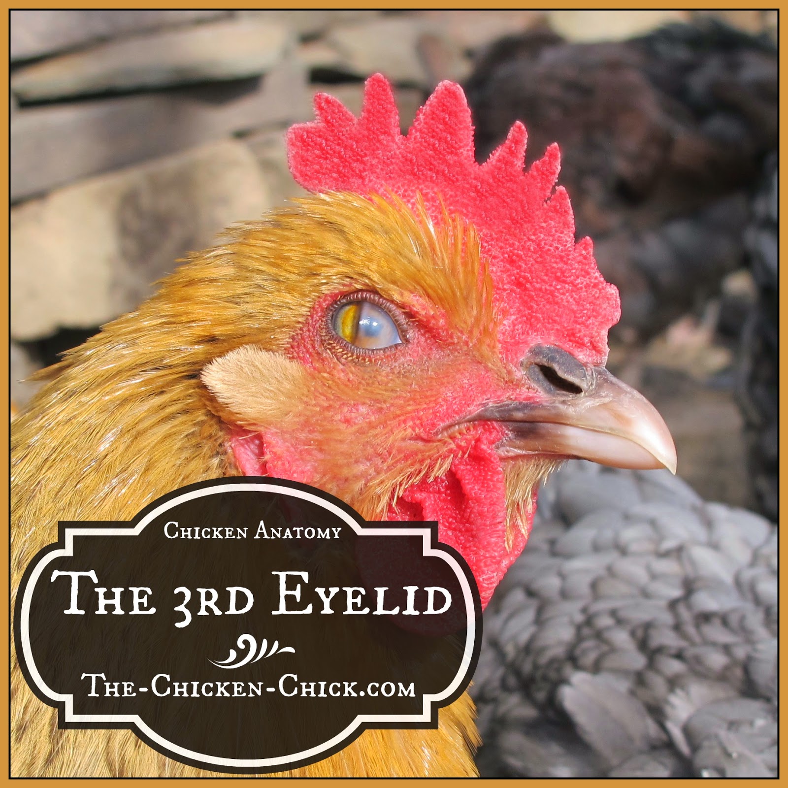 The Chicken Chick® Chicken Anatomy Nictitating Membrane, The Eyes Have it