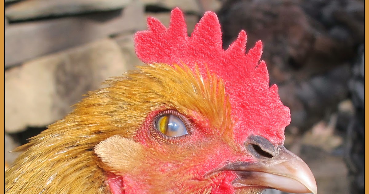 The Chicken Chick® Chicken Anatomy Nictitating Membrane, The Eyes Have it