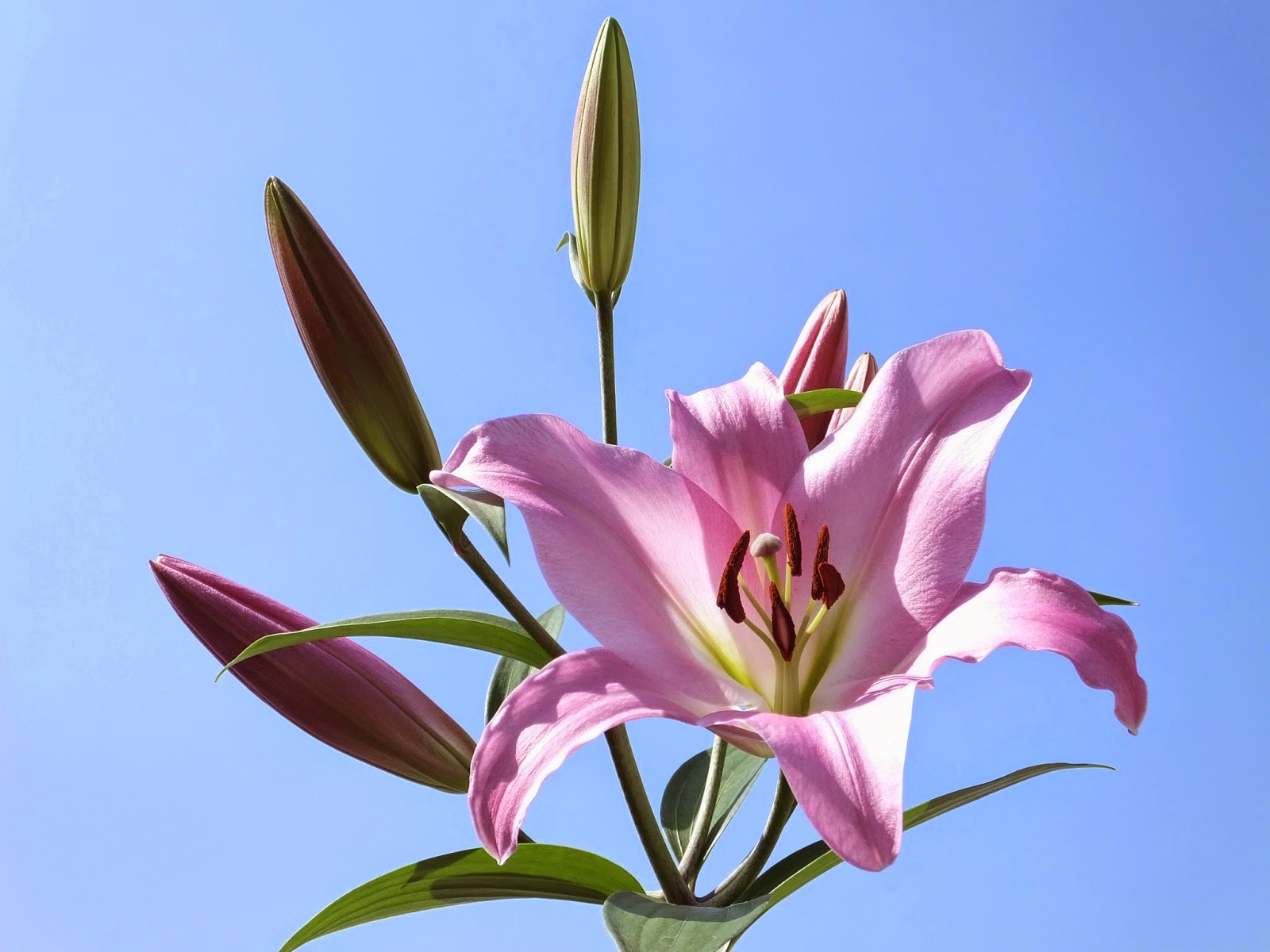 中山園芸 ユリの花 テーブルダンス