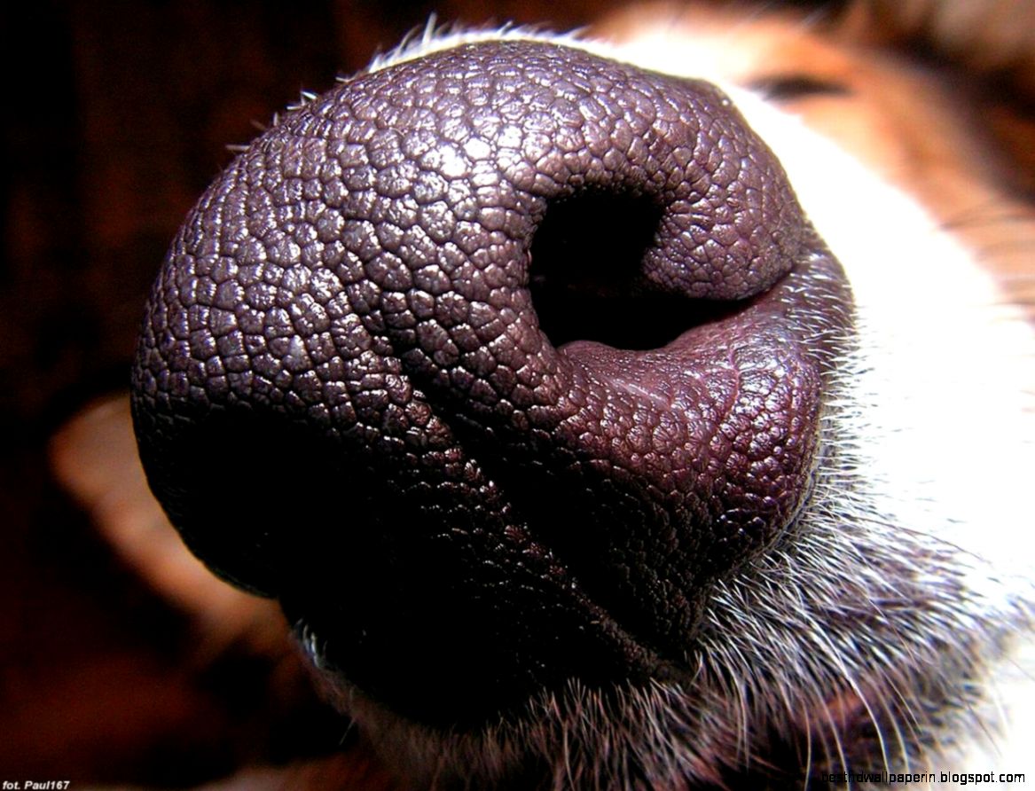 Macro Photography Dog Wallpaper Best HD Wallpapers