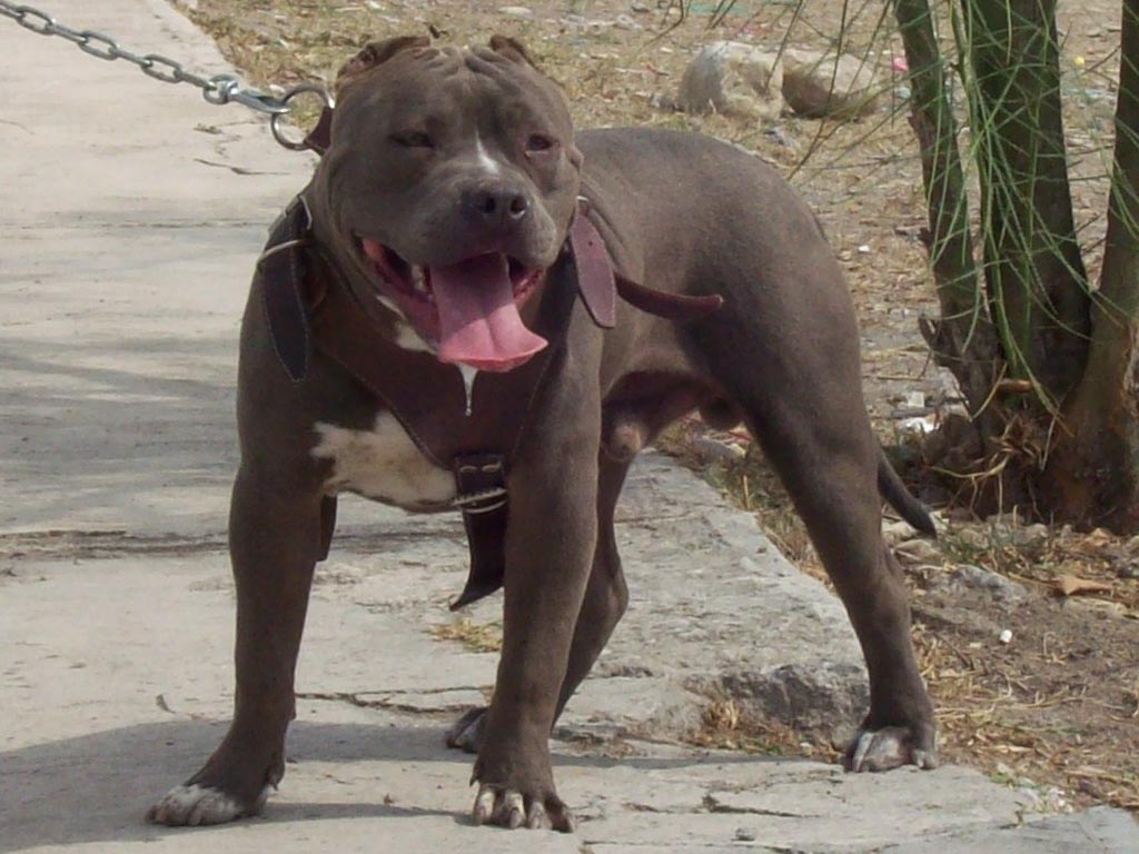 Pitbull Dog Pictures