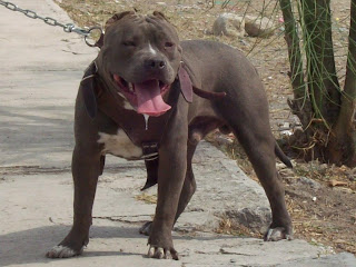 American Pitbull Wallpapers Animals Library