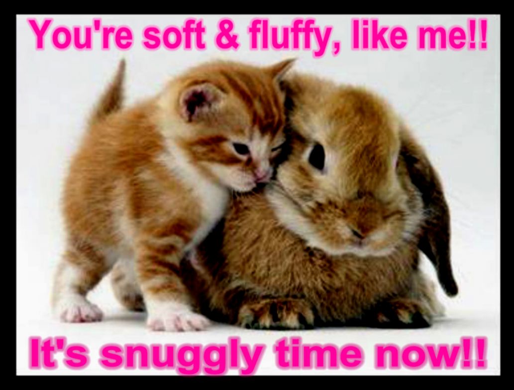 Funny Animals With Funny Sayings For Kids Widescreen 2 HD Funny Animals With Funny Sayings For Kids Widescreen 2 HD