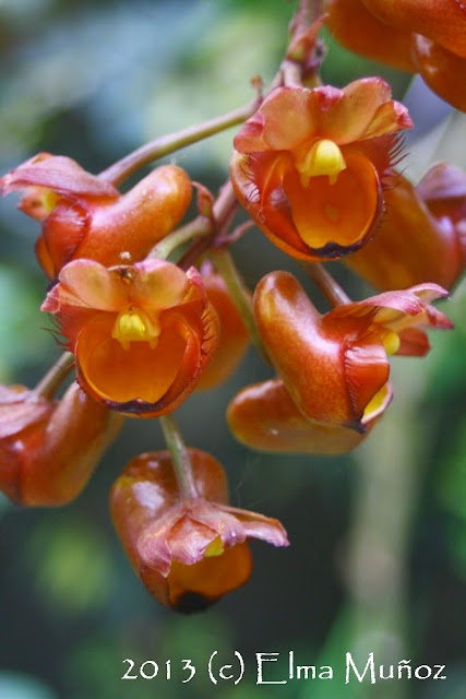 Catasetum longifolium. 2013 (c) Elma Muñoz