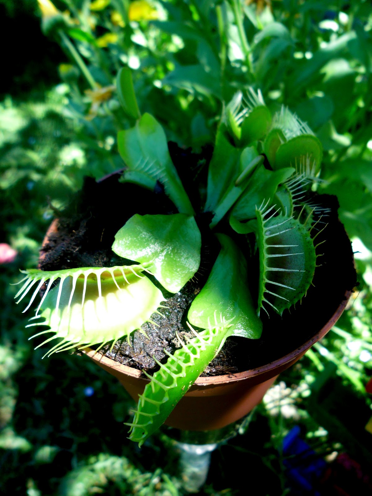 Blogu Lu Alex Iunie 12