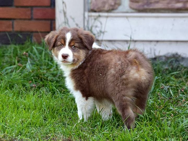 How Can I Stop My Dog From Having Nightmares How Can I Stop My Dog From Having Nightmares