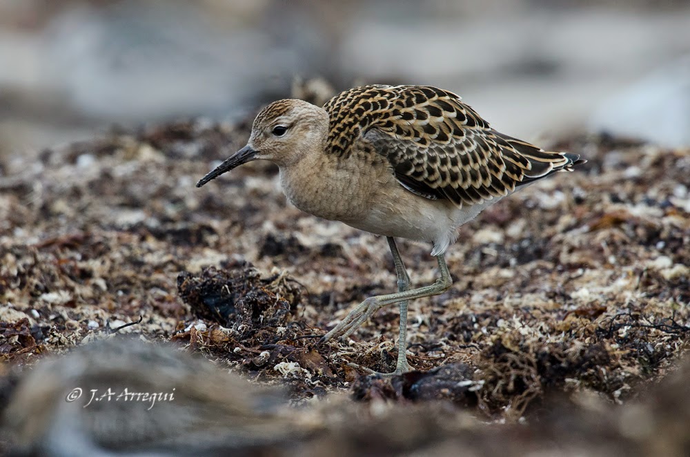 Combatiente, Philomachus pugnax, Ruff Combatiente, Philomachus pugnax, Ruff