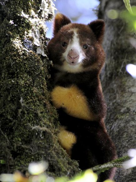 จิงโจ้ต้นไม้ (Tree kangaroo) ความน่ารักของผืนป่า